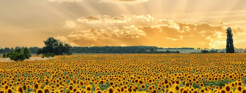 Veld vol zonnebloemen, bloeien voor God. 